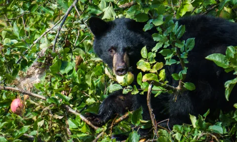 Black Bear