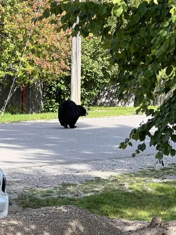 Bear with Me 2.0