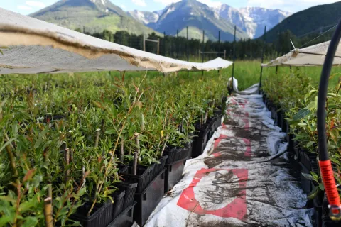 Planting with Purpose